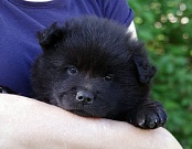 Koda
