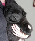 Koda