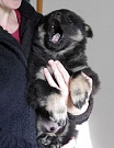 Kosmo