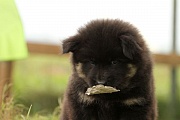 Kosmo