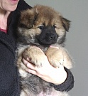 Kouba