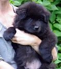 Lasse