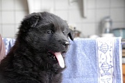 Liva