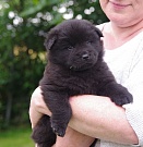 Luca