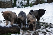 Marty, Mozart, Naaja, Makani
