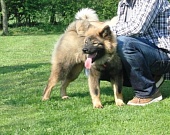Maxi
