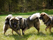 Lenya, Leni, Lotta