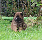 Pinja