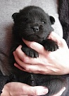 Koda