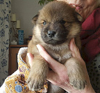 Odin