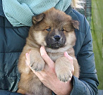 Odin