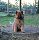 Nala