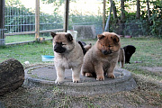 Nayeli und Nanuk