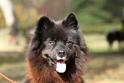 Pelle (E´Paco)