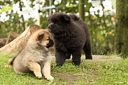 Kamila und Koda