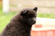 Koda