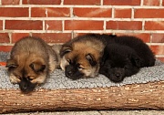 Kamila, Kenya und Koda