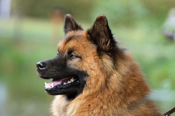 Leo (Galileo)