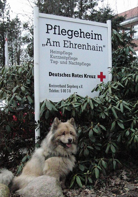 Wanja als Besuchshund