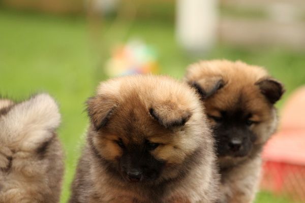 Keiko und Kenya