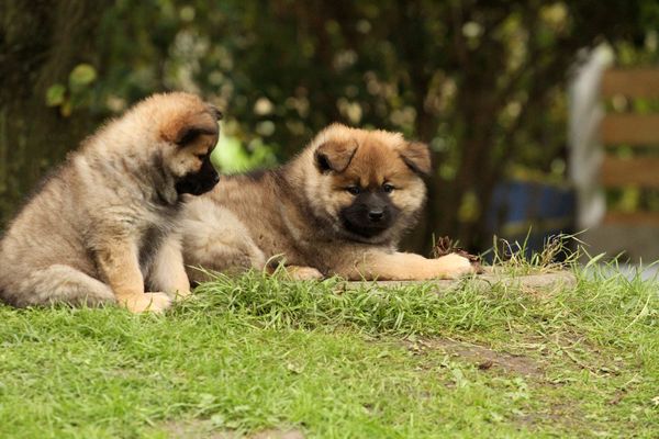 Kamila und Kouba