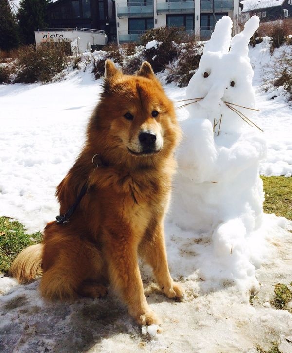 buddy_schneehase_725 buddy_schneehase_725