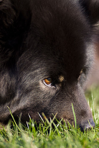 eurasier-14_600