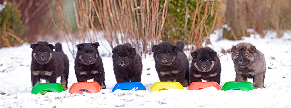 eurasier-179_600 eurasier-179_600