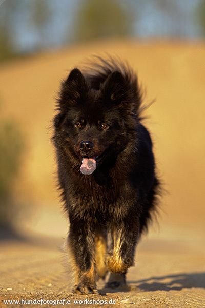 eurasier-331_600
