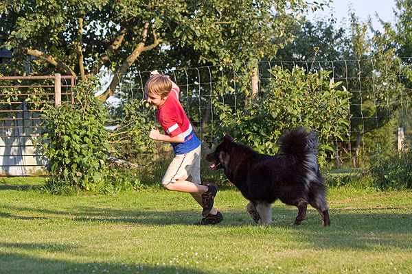 eurasier-81_600