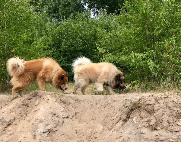 img-20190504-wa0060_600