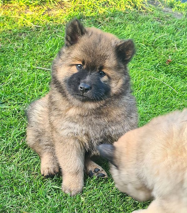 pinja_w6_684