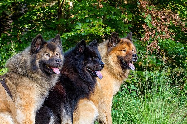 riekendahls_alenka_riekendahls_inouk_und_riekendahls_fenris_-_kopie_600 riekendahls_alenka_riekendahls_inouk_und_riekendahls_fenris_-_kopie_600